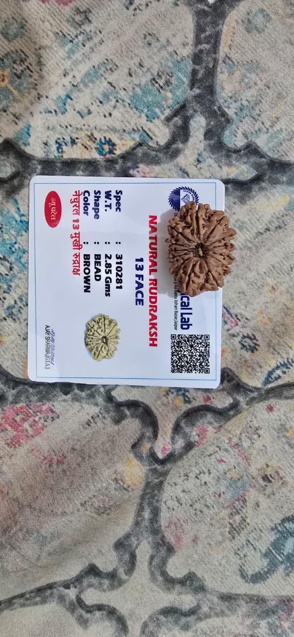 Original Lab-Certified 13 Mukhi Rudraksha Bead – 100% Natural Nepalese/Indian Sacred Seed for Prosperity & Charisma